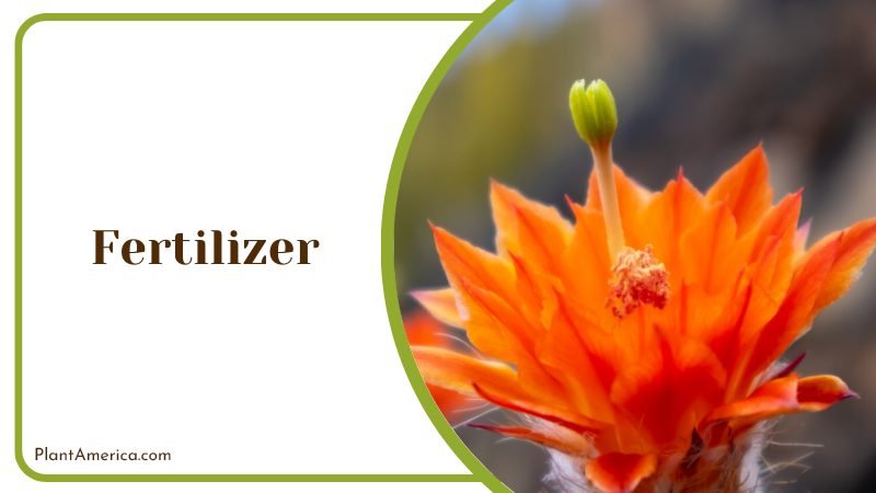 use a liquid cactus fertilizer Plant America use a liquid cactus fertilizer Plant America
