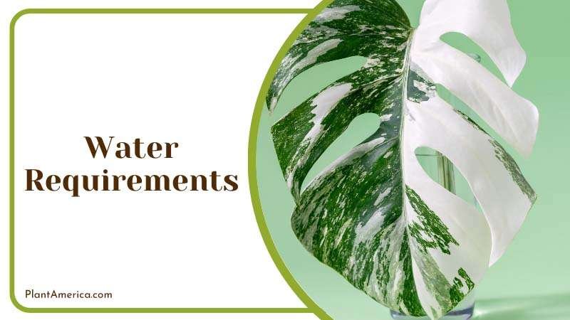 Kubilay One Plant Image use a moderate amount of water