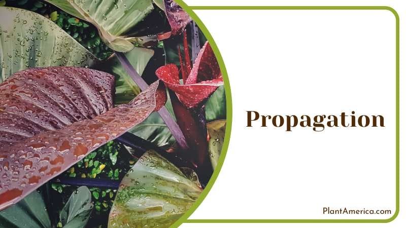 use tissue culture to propagate Philodendron Plant America