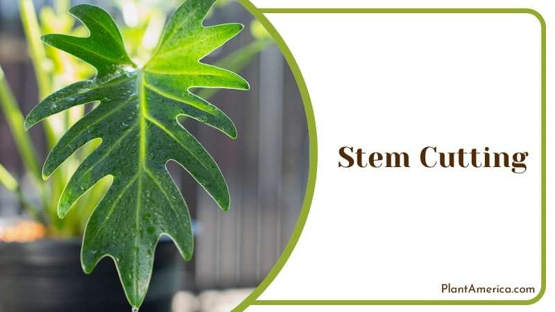 using either root divisions or stem cuttings Plant America