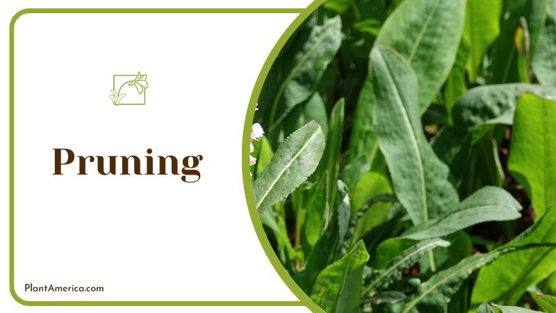 very long roots of Dendrobium orchid ~ PlantAmerica