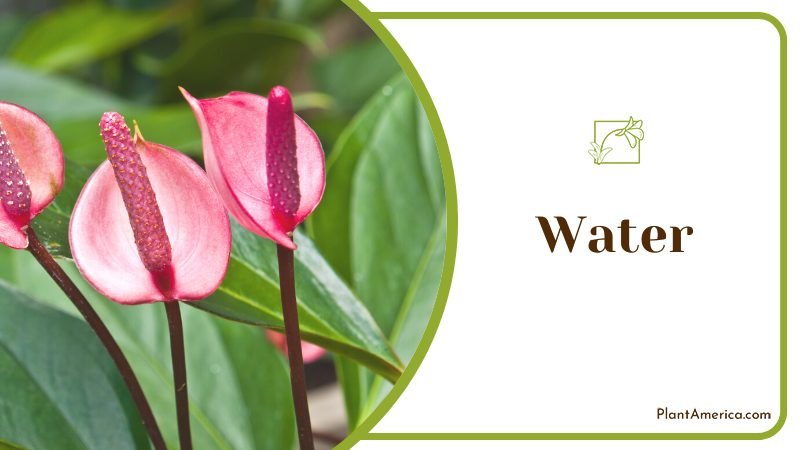 water requirements of Scherzerianum plants ~ PlantAmerica