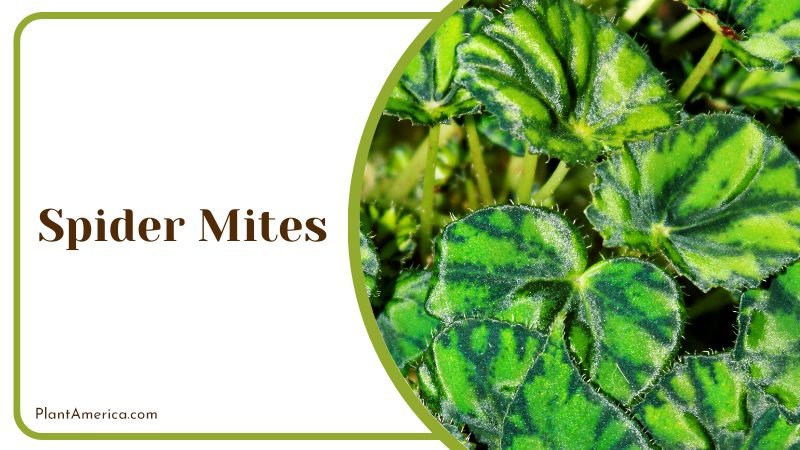 white or yellow spots on the leaves ~ PlantAmerica