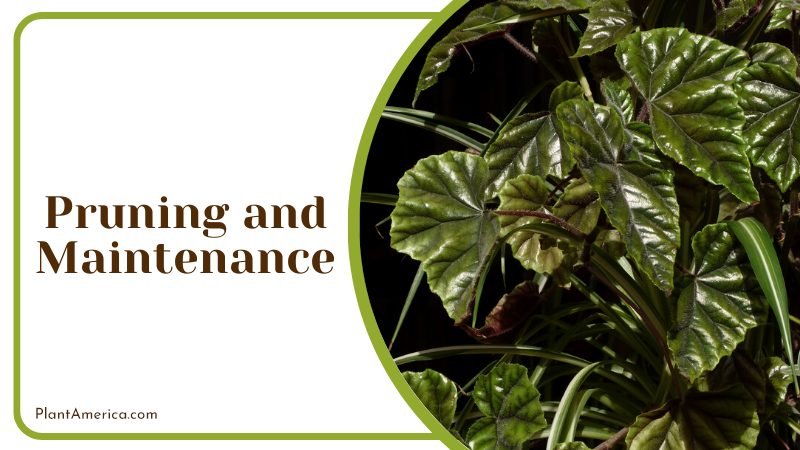 yellowing leaves of Begonia Pavonina ~ PlantAmerica