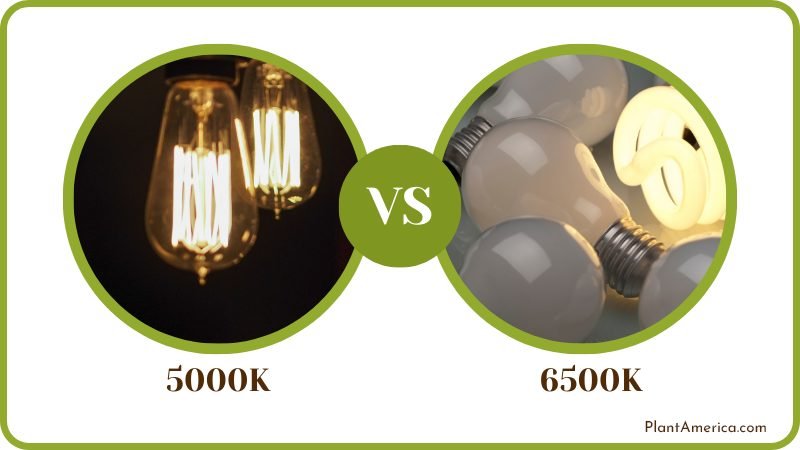 5000K vs 6500K Plant America 5000K vs 6500K Plant America