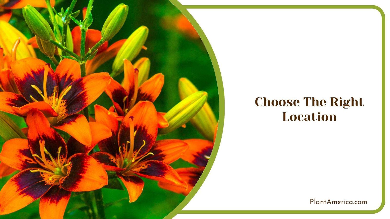 A Bush of Orange Lilies In Nature Plant America