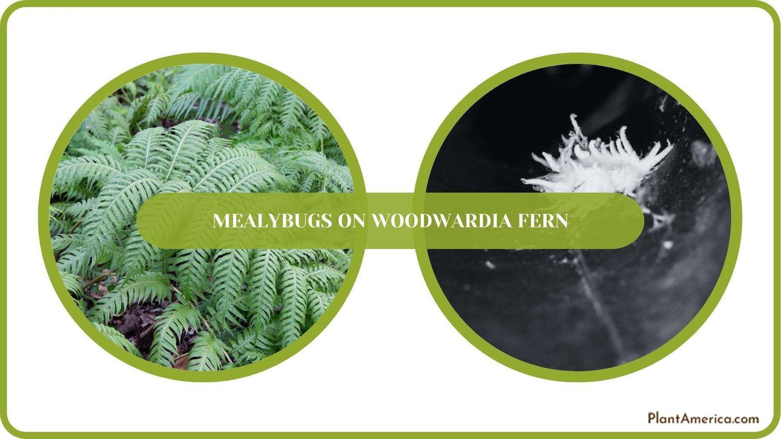 A Closure On Article of Mealybugs on Woodwardia Fern Plant America