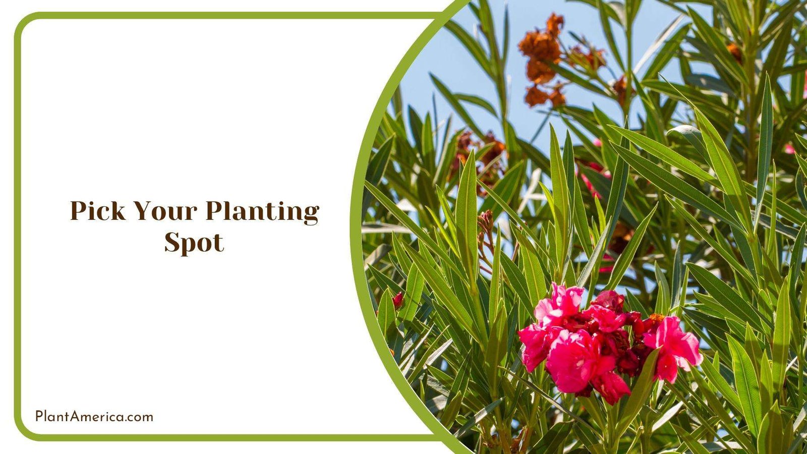 A Look at Oleander Bushes With Pink Bloom Plant America