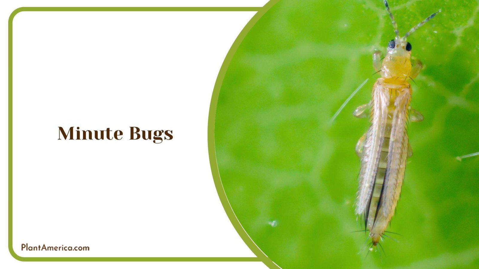 A Minute Thrips Walking on A Leaf Plant America
