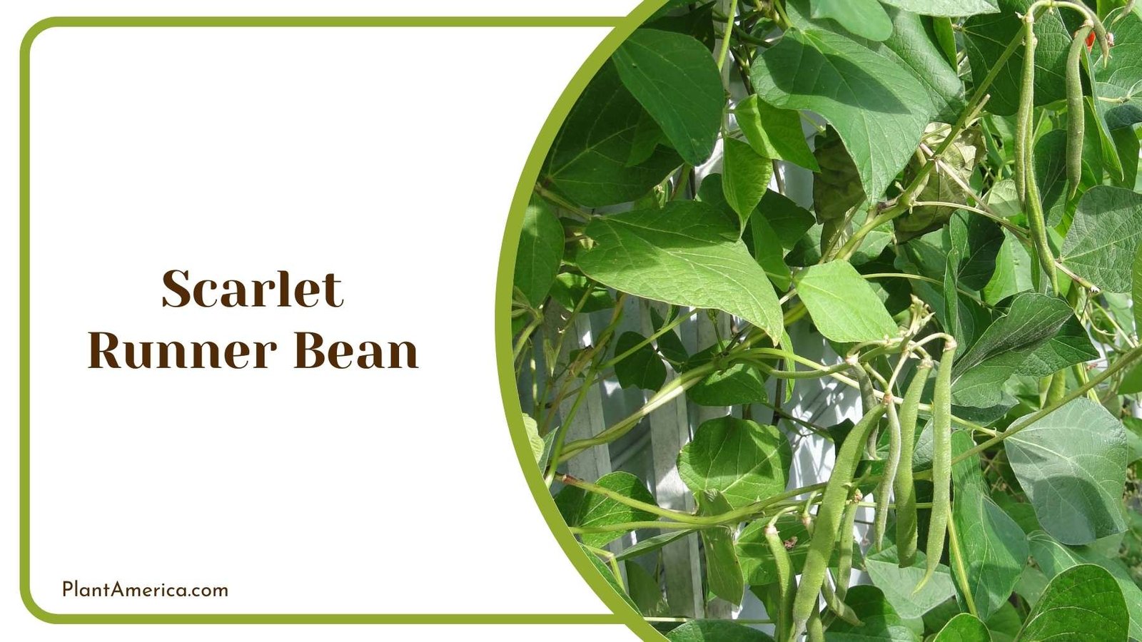 A Picture Of Climbing Scarlet Runner Bean Plant America