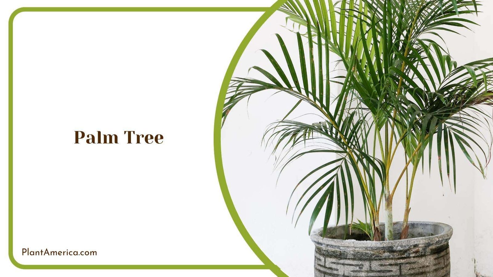 A Pot of Indoor Palm Tree Plant America A Pot of Indoor Palm Tree Plant America