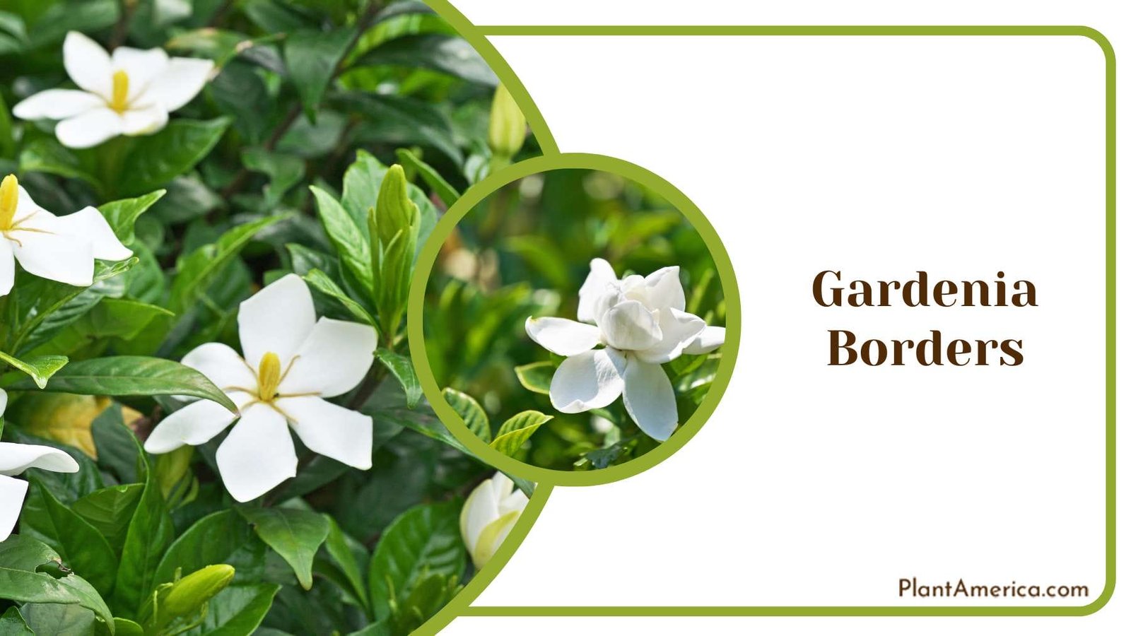 Aesthetic Gardenia Borders Plant America