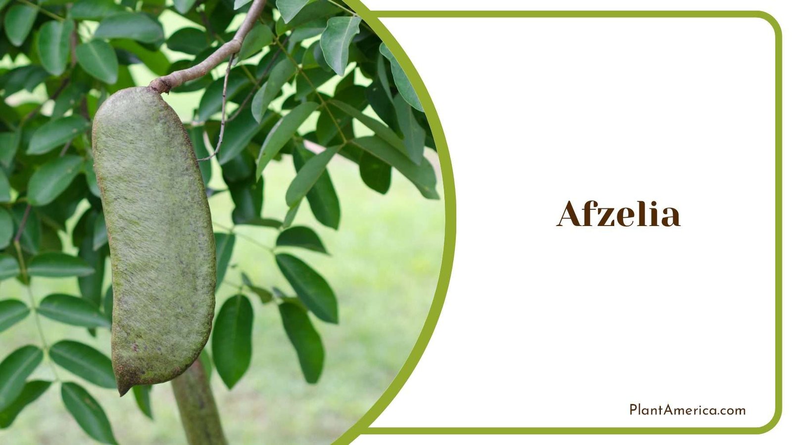 Afzelia Winged Seeds Plant America Afzelia Winged Seeds Plant America