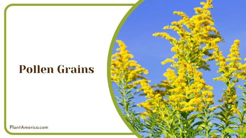 Allergic Pollen Grains Plant America