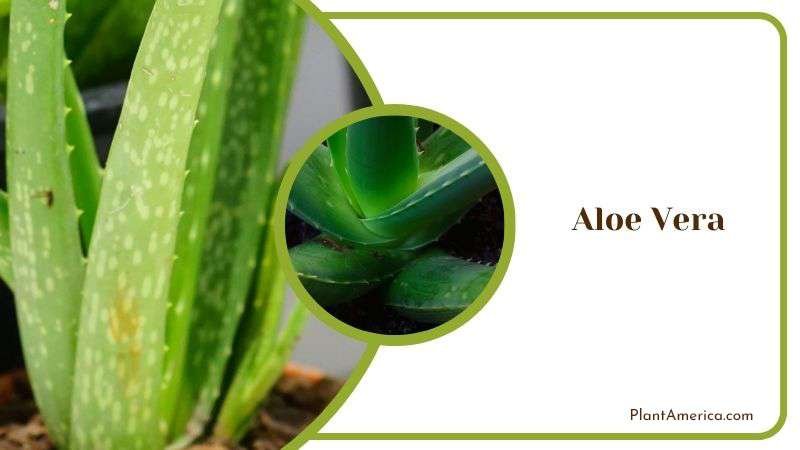 Aloe Vera the Indoor Succulent Plant America Aloe Vera the Indoor Succulent Plant America