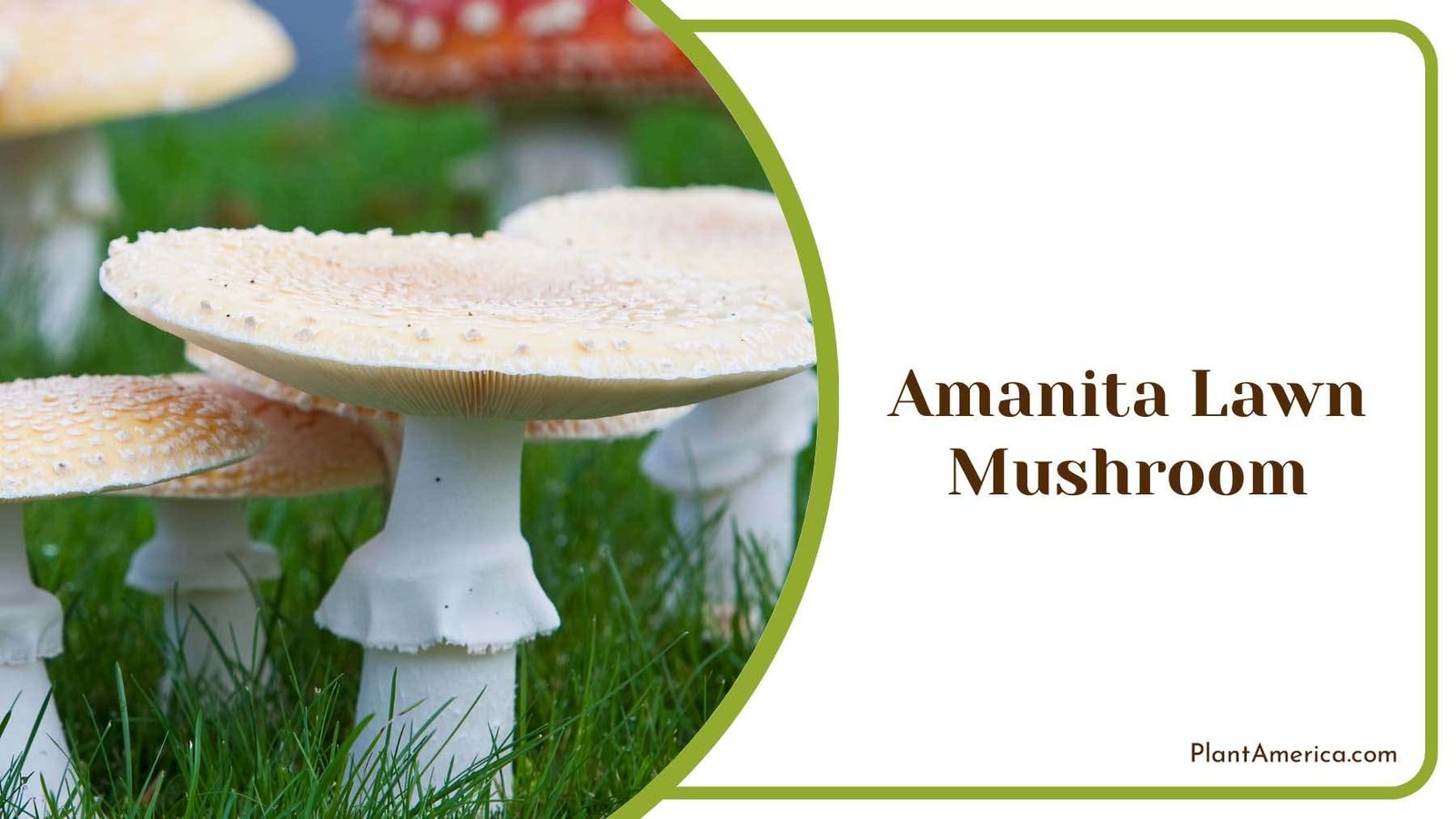 Amanita Lawn Mushroom Plant America