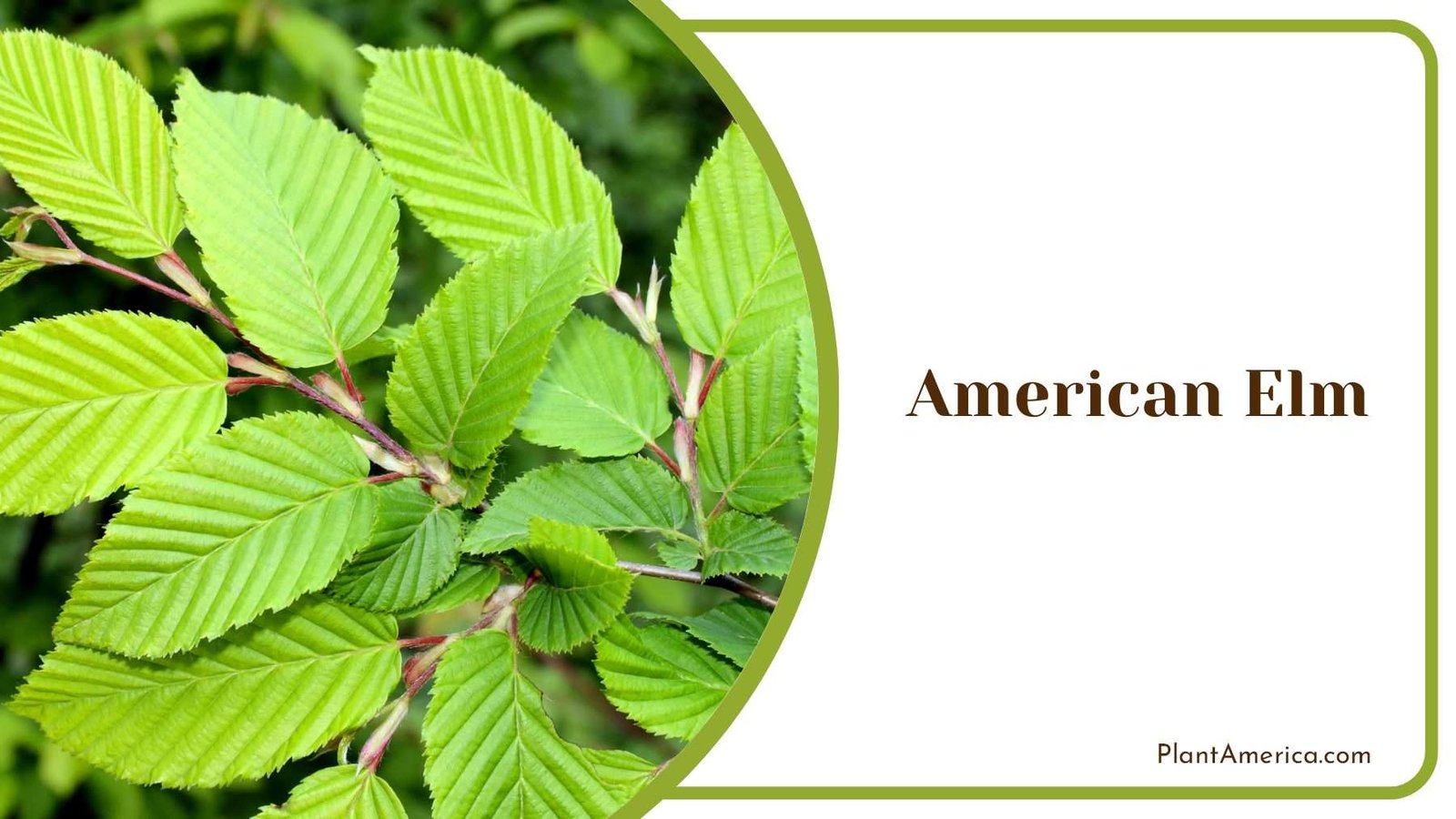 American Elm Pointy Leaves Plant America American Elm Pointy Leaves Plant America