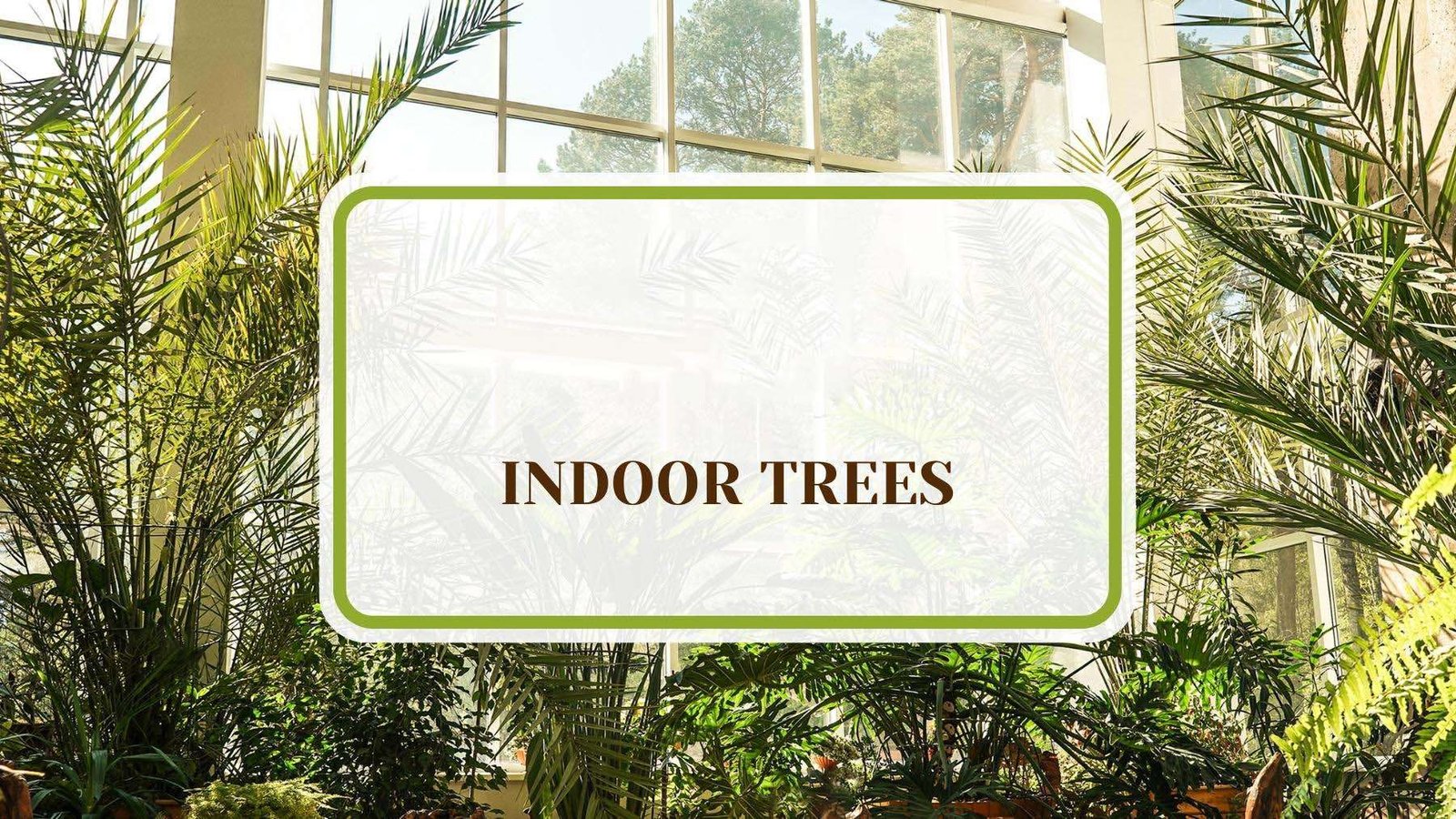 An Image Of Indoor Trees Plant America 19 Indoor Trees To Add Beauty and Class to Your Home