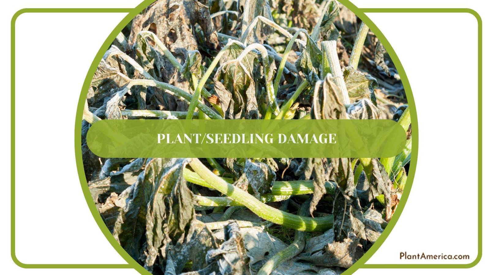 An Image of Damaged Plants Plant America