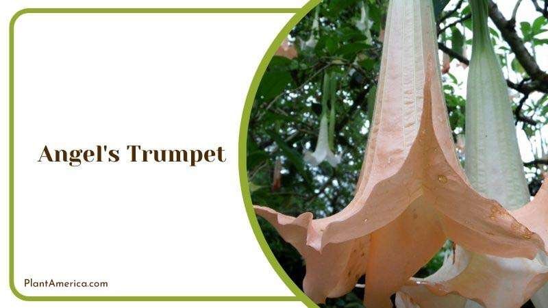 Angel s Trumpet Care Guide Plant America 1