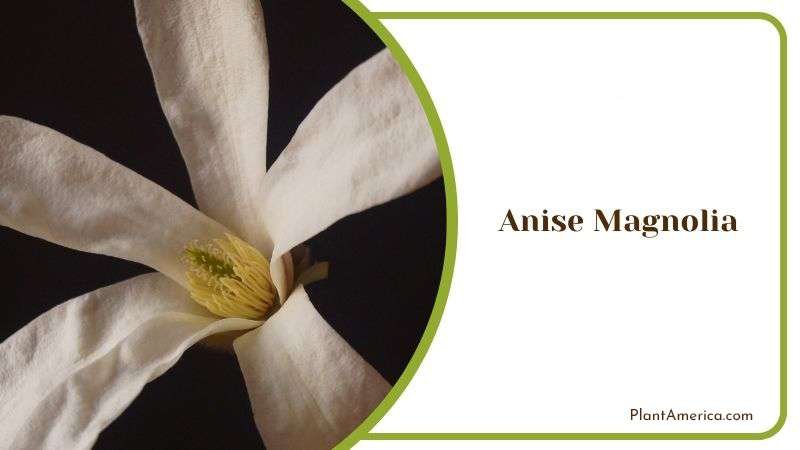 Anise Magnolia or Magnolia Salicifolia PlantAmerica