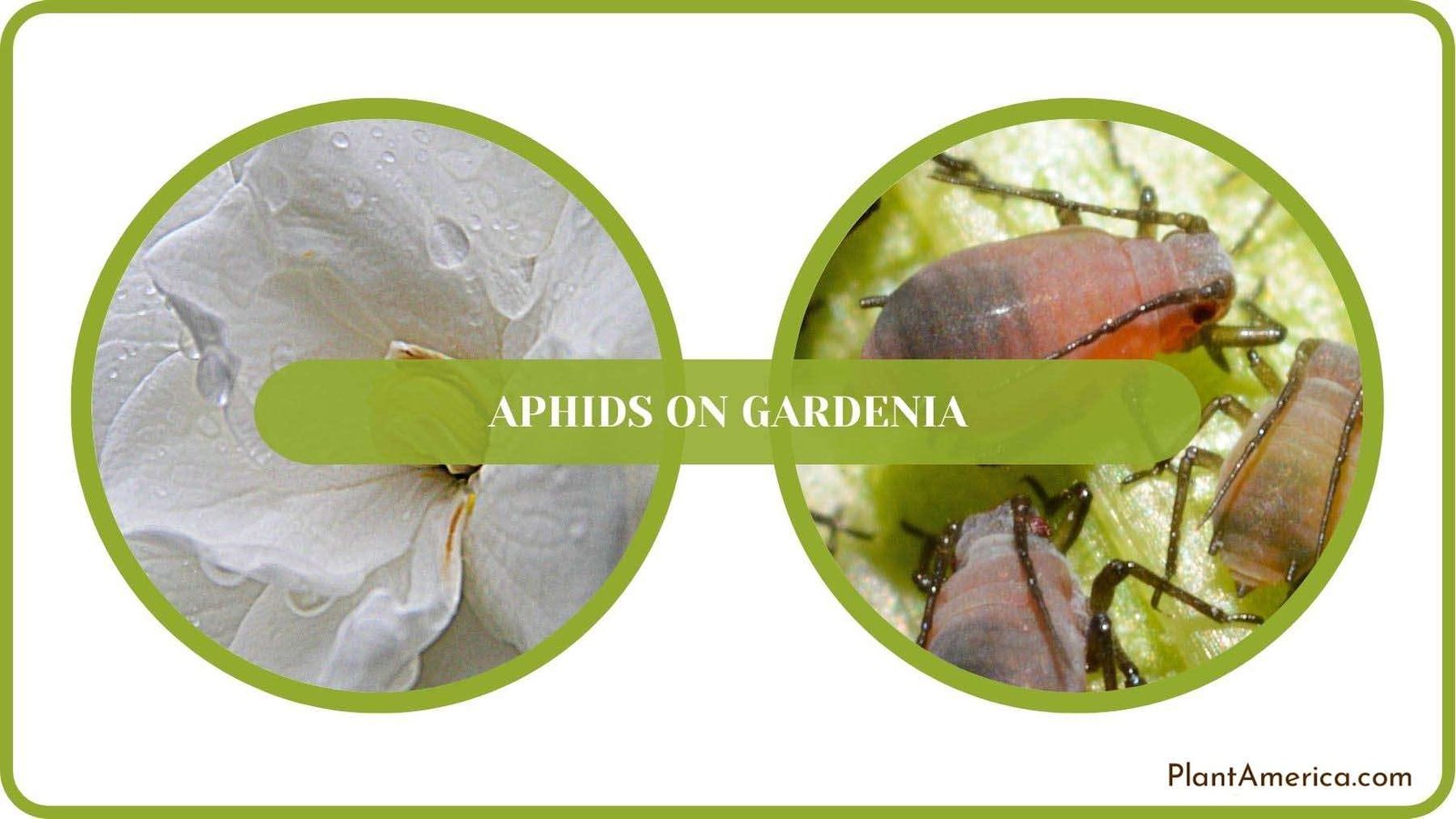 Aphids on Gardenia Fixed Plant America