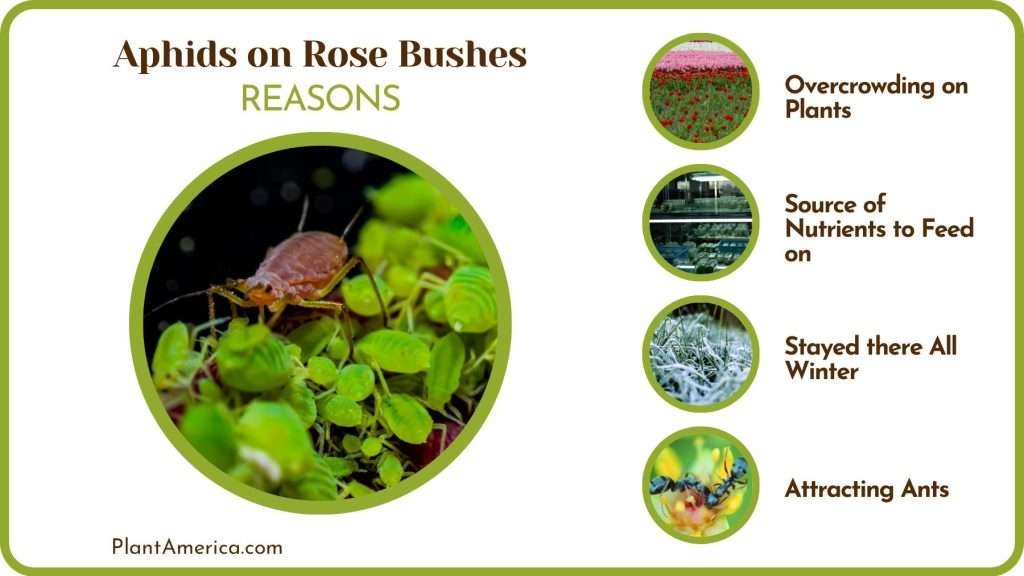 Aphids on Rose Bushes: Best Aphid Control Methods - Plant America
