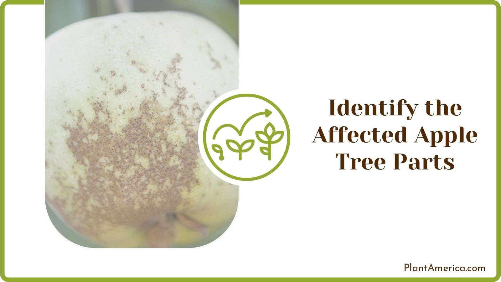 Apple Scab Affected Apple PlantAmerica