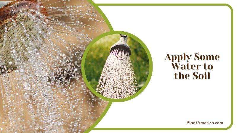 Apply Some Water to the Soil Plant America Apply Some Water to the Soil Plant America