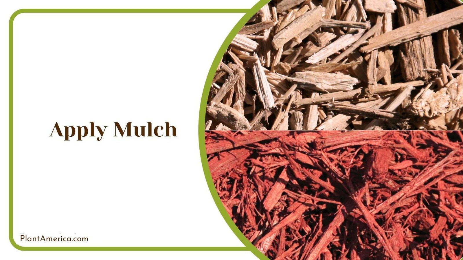 Applying Mulch to Rose Bush Plant America