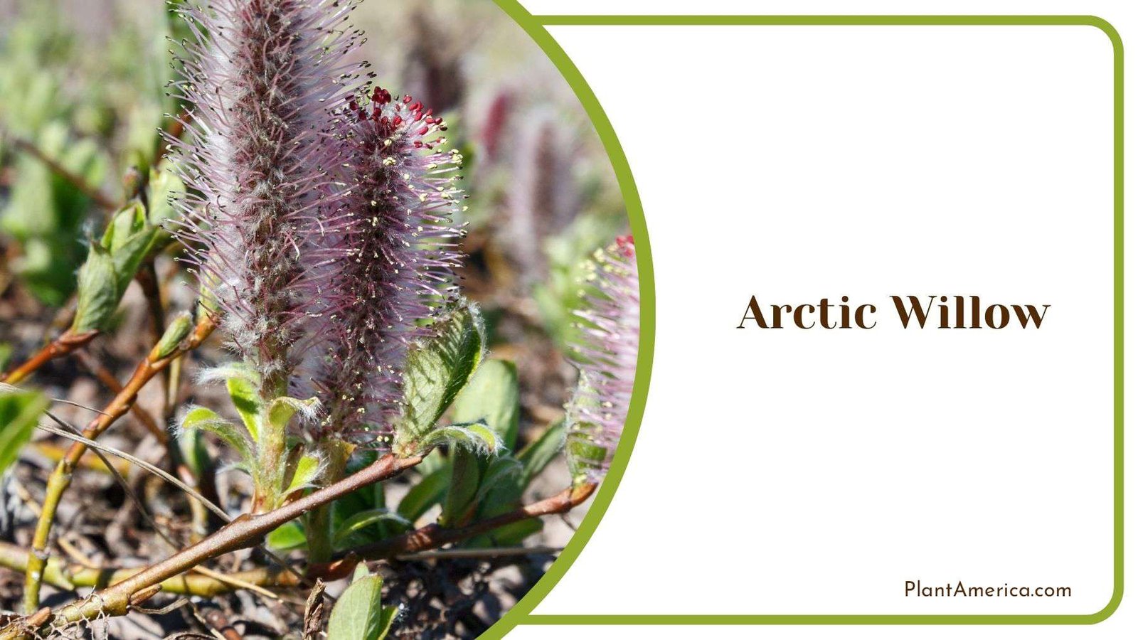Arctic Willow or Salix Arctica PlantAmerica Arctic Willow or Salix Arctica PlantAmerica