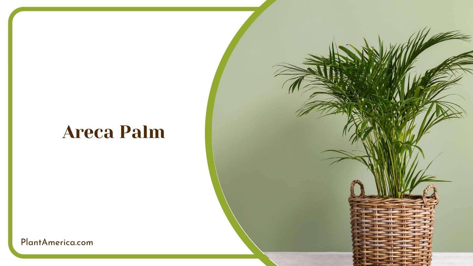 Areca Palm In Wooden Basket Plant America Areca Palm In Wooden Basket Plant America