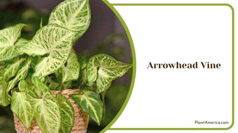 Arrowhead Vine or Syngonium Podophyllum Plant America 2