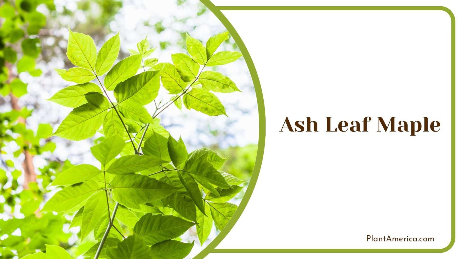 Ash Leaf Maple Leaves Plant America Ash Leaf Maple Leaves Plant America
