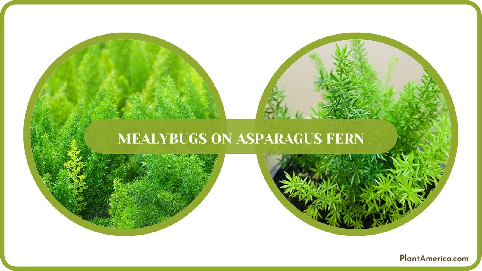 Asparagus Fern Care Plant America