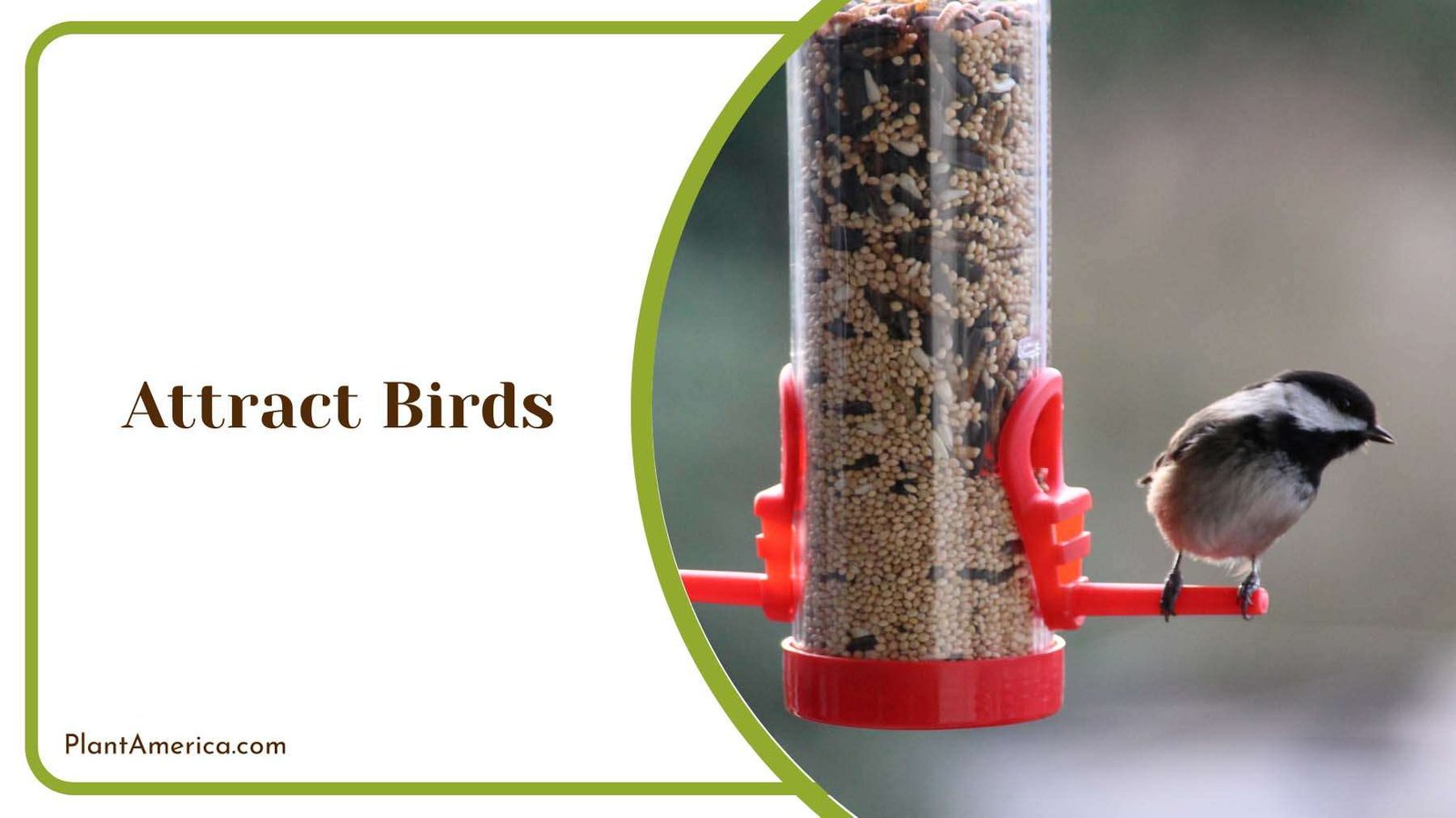Attracting Birds in Garden Plant America