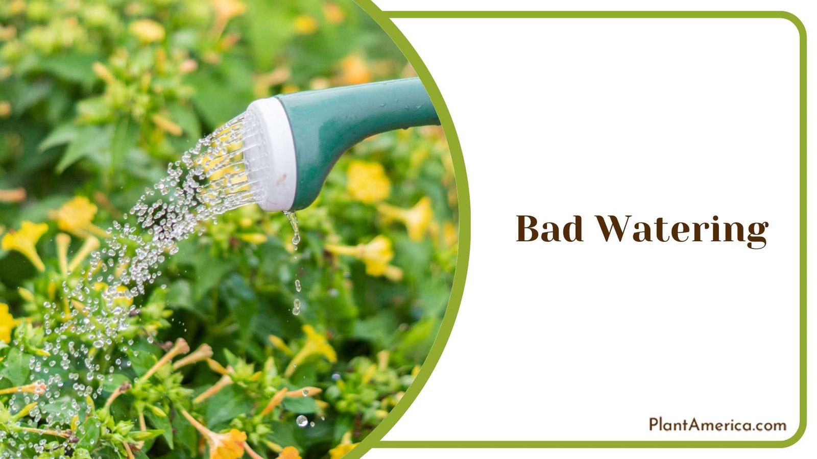 Bad Watering for Wisteria Plant America
