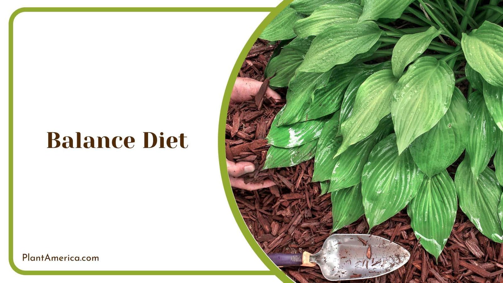 Balanced Diet for Plants Plant America