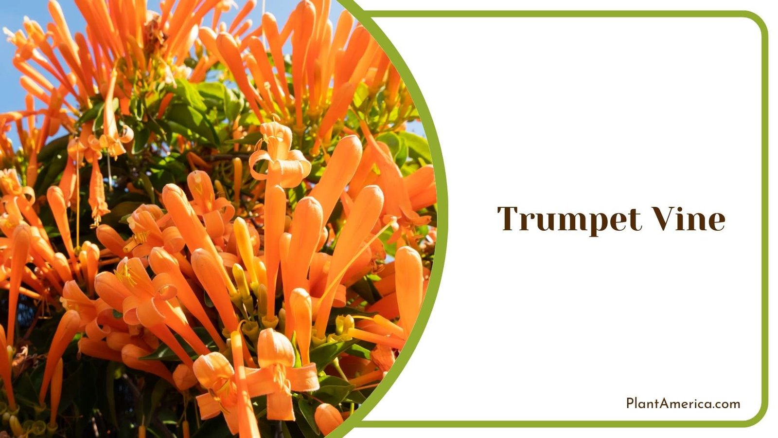 Beautiful Trumpet Vine Plant America