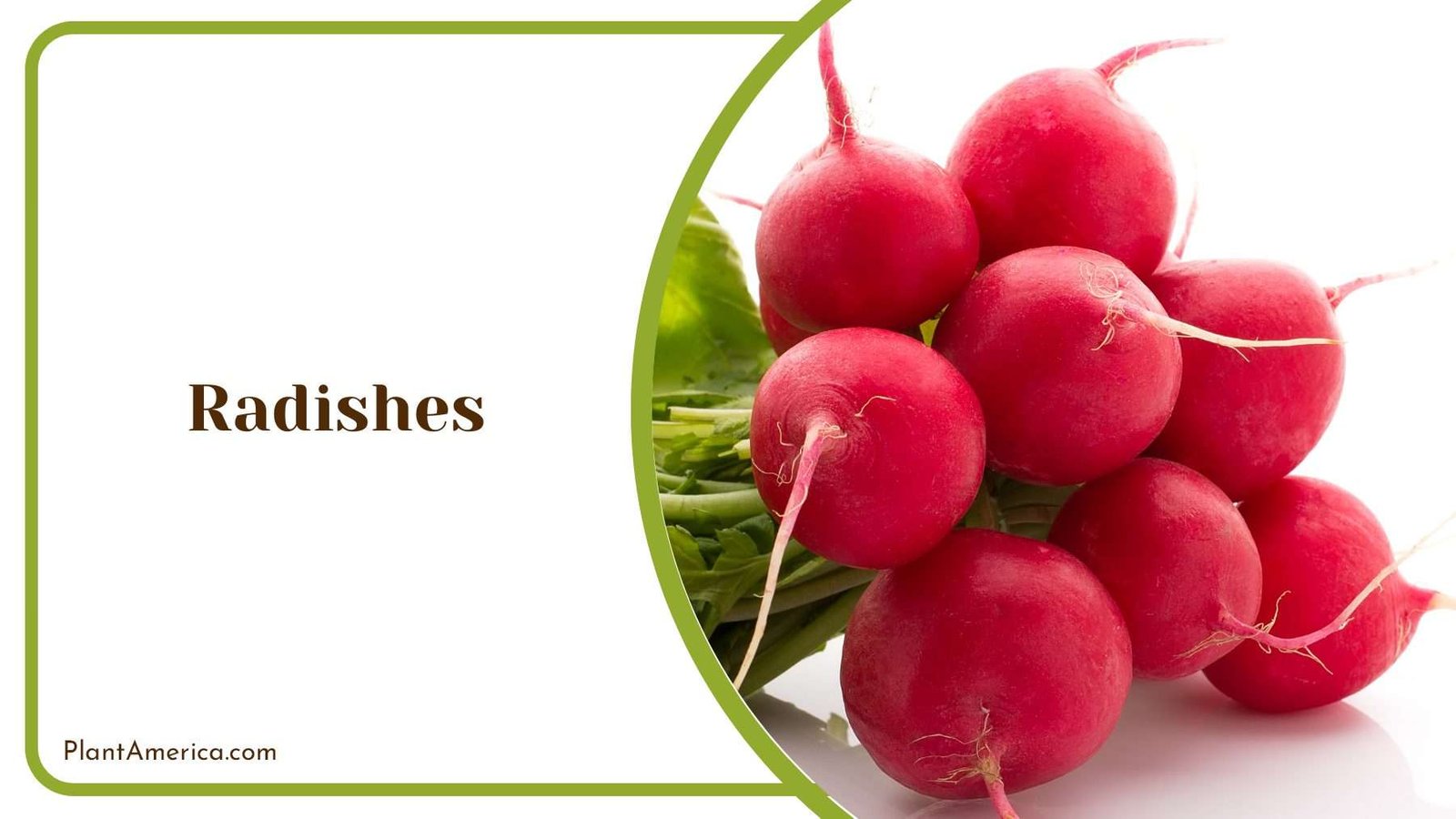 Beauty Red Radishes Plant America