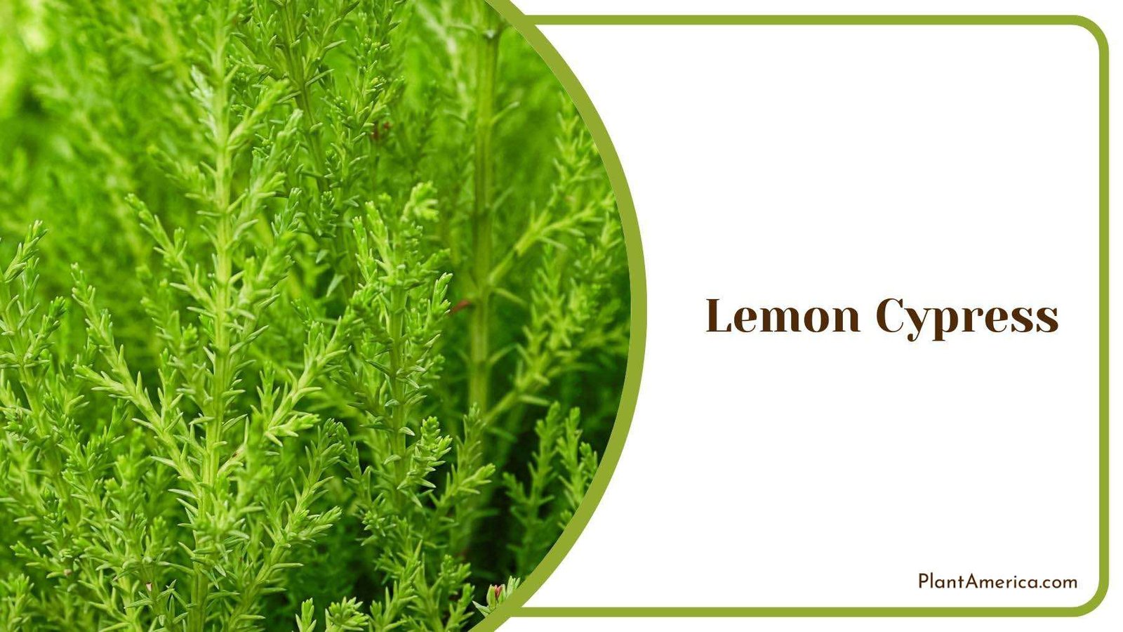 Beauty of Lemon Cypress From Closer View Plant America Beauty of Lemon Cypress From Closer View Plant America