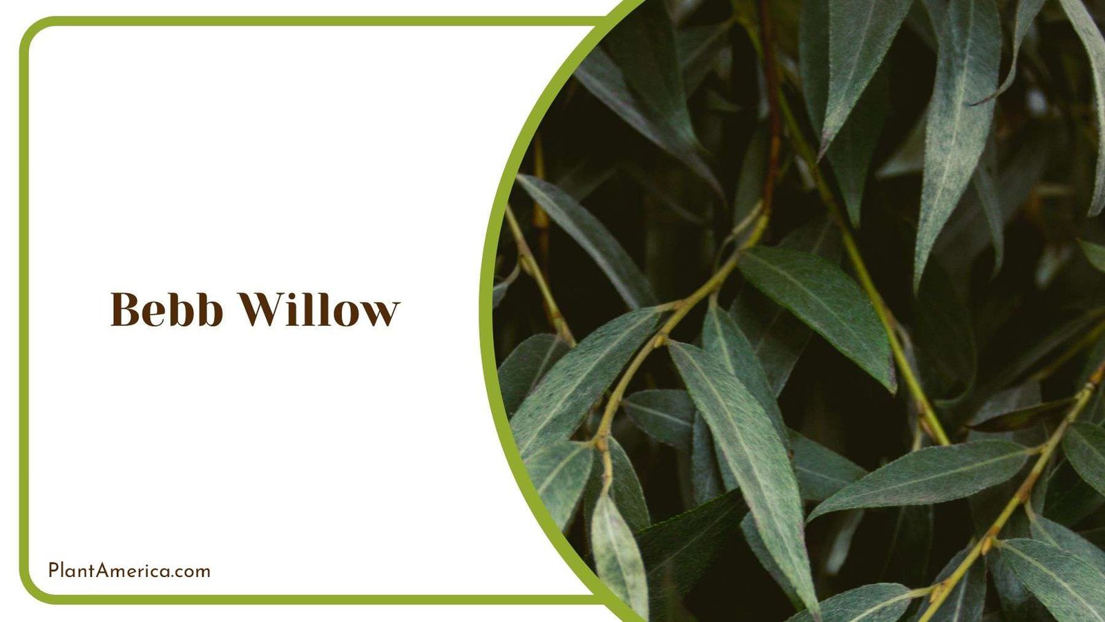 Bebb Willow or Salix Lesbian PlantAmerica Bebb Willow or Salix Lesbian PlantAmerica