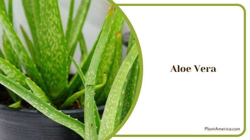 Benefits of Aloe Vera Plant America 1