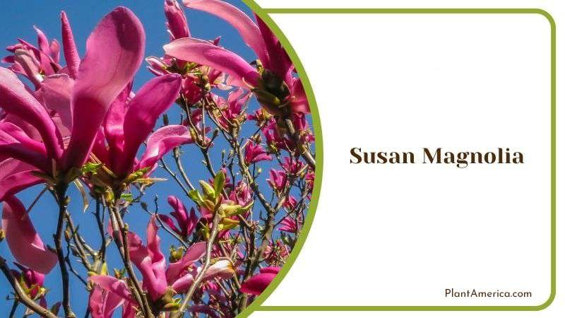 Benefits of Susan Magnolia PlantAmerica