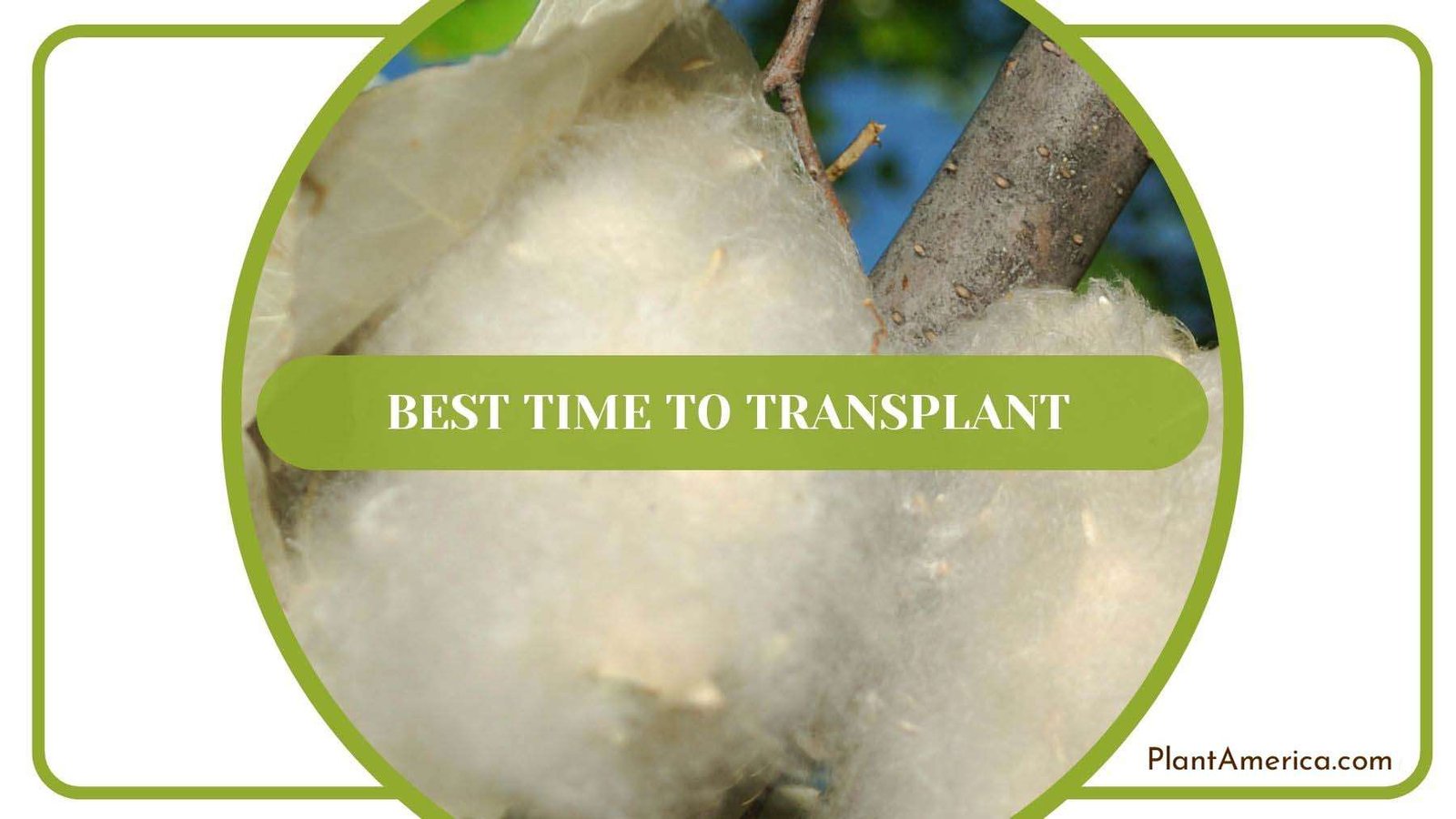 Best Time to Transplant Cottonwood Tree Plant America