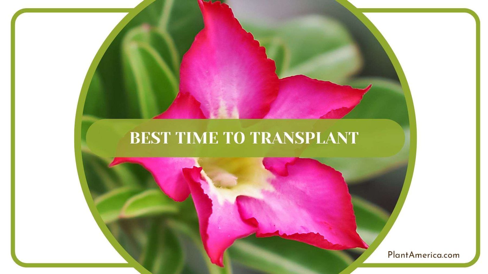Best Time to Transplant Desert Rose Plant America