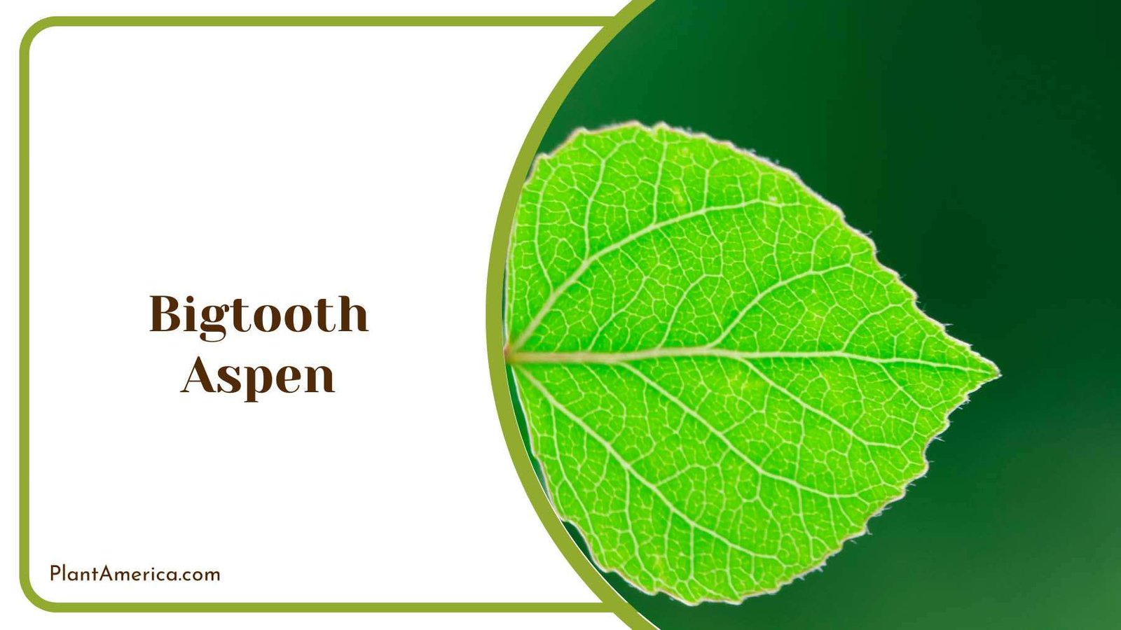 Bigtooth Aspen Tree Plant America Bigtooth Aspen Tree Plant America