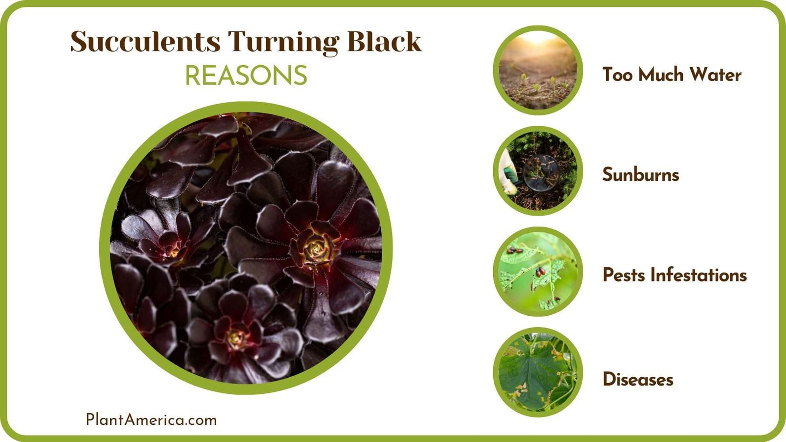 Black Leaves of Succulents Plant America