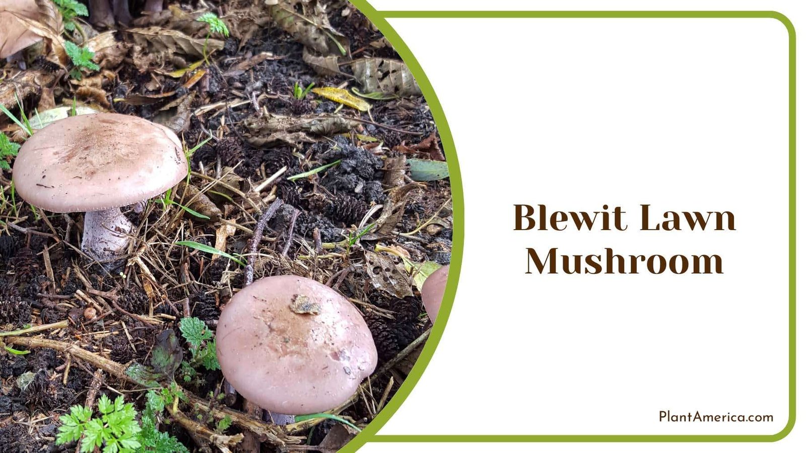 Blewit Lawn Mushroom In Nature Plant America