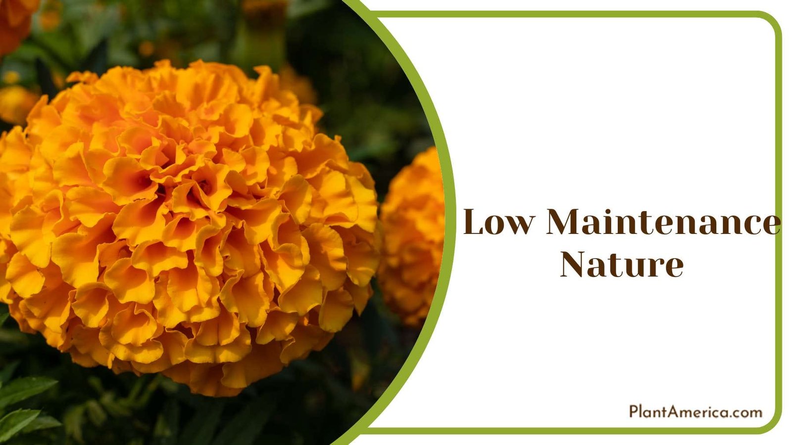 Blooming Marigolds in Garden Plant America